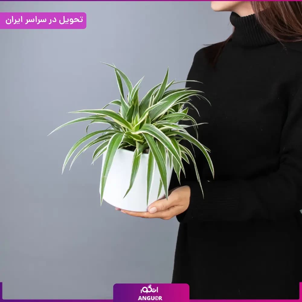 گلدان گندمی — تصویر ۲
