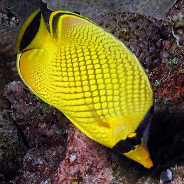 پروانه ماهی مشبک ( لاتیسد ) – Latticed Butterflyfish