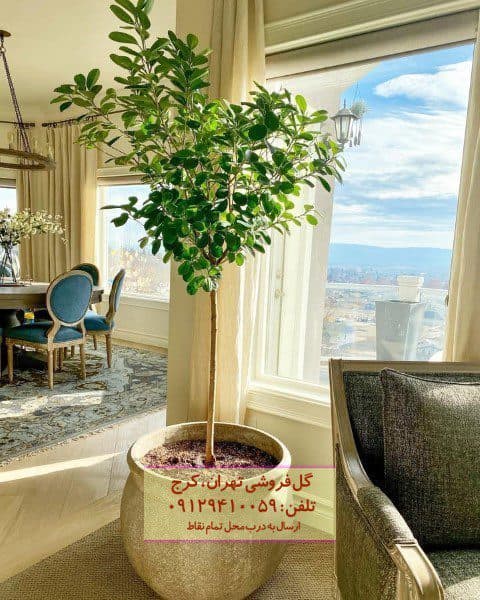 فیکوس میکروکارپا مناسب برای فضای کوچک و لوکس