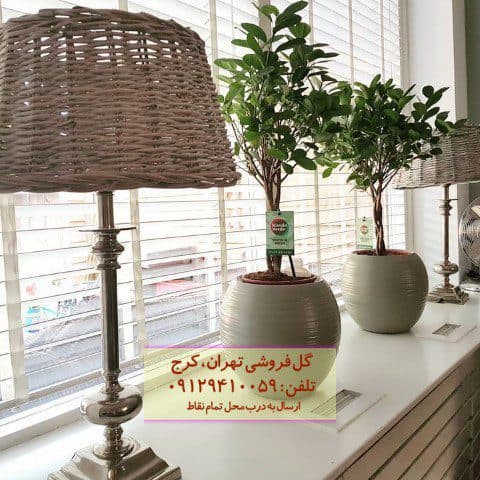 فروش فیکوس میکروکارپا برای زیباسازی فضاهای عمومی