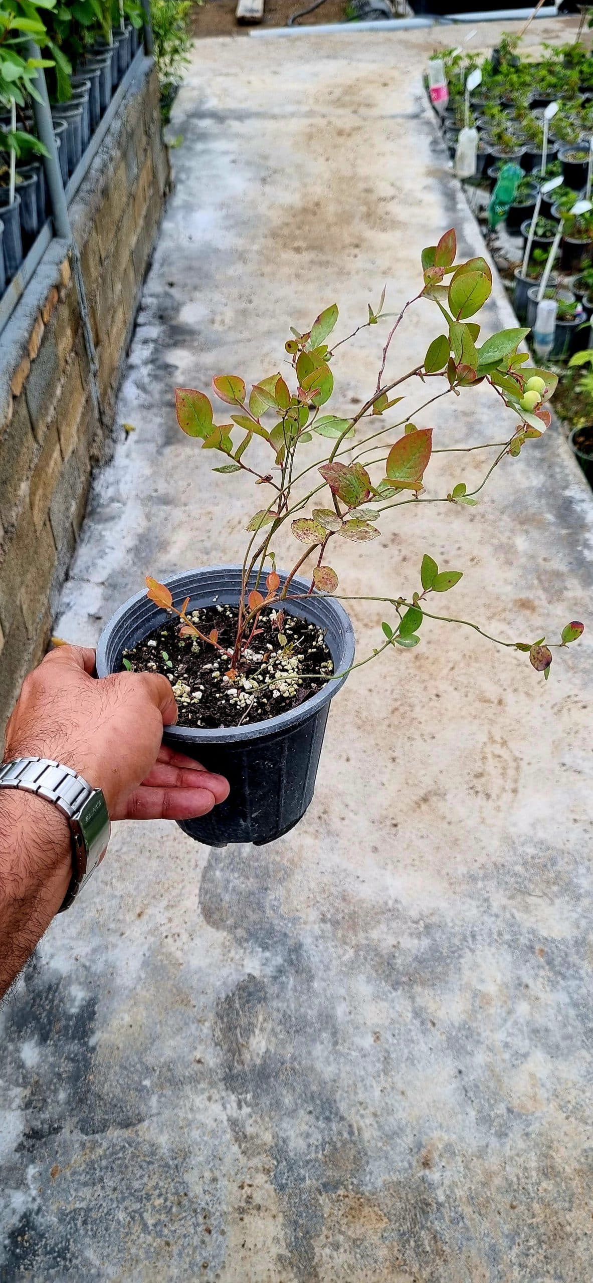 نهال بلوبری میستی — تصویر ۵
