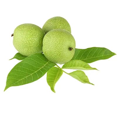 نهال گردو ضیاالدین