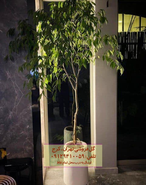 گیاه انجیر برگ ریز مناسب برای دکوراسیون هتل