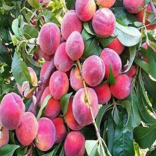 نهال هلو معطر