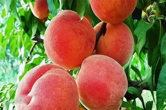 نهال هلو ارلی گلو — تصویر ۲