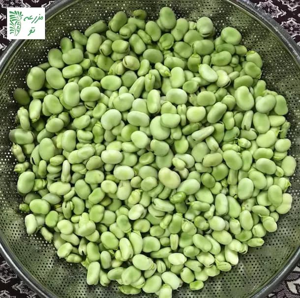 باقالا سبز محلی مازندران پاک شده یک کیلویی