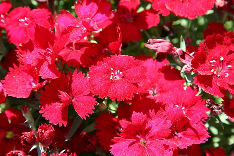 بذر گل میخک اسکارلت معطر هیبرید آمریکایی بسته 10 عددی — تصویر ۵