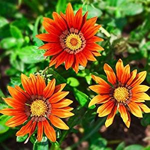 بذر گازانیا برونزی — تصویر ۲