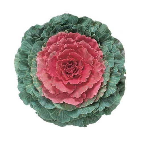 بذر کلم زینتی قرمز استاندارد