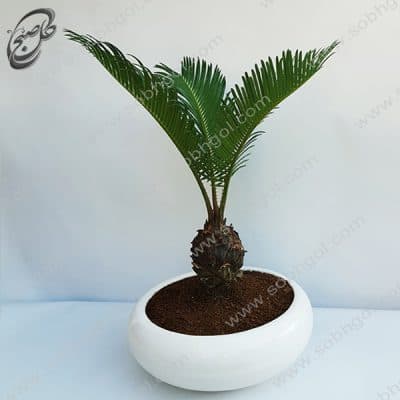 بونسای سیکاس طرح B-025