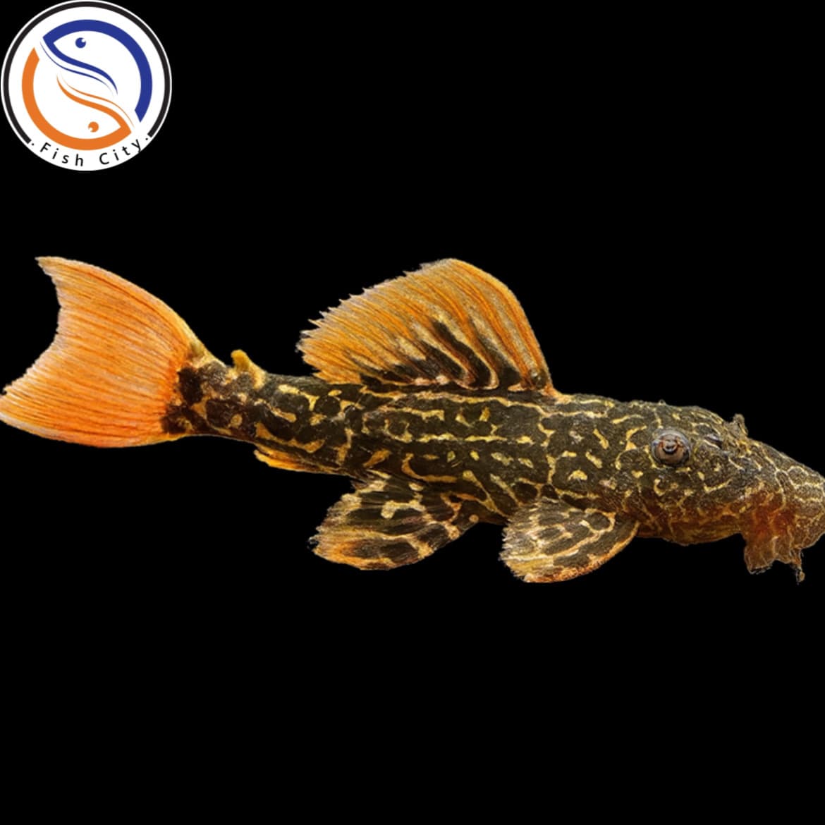 ماهی پلکو L600 سایز 8-9سانت