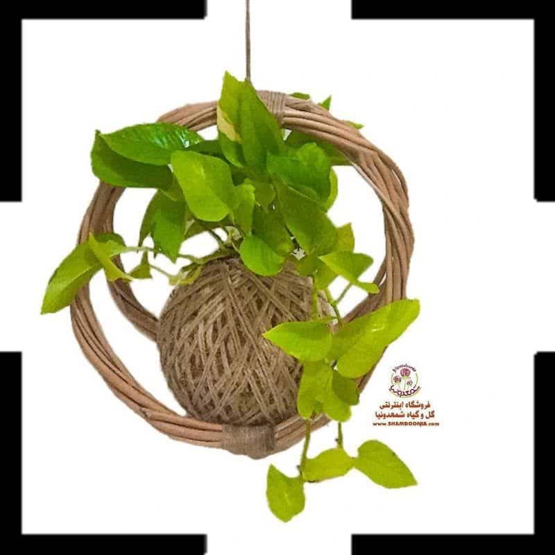 کوکداما پیتوس | همیشه سبز و باطراوت در دکوراسیون شما 🌿