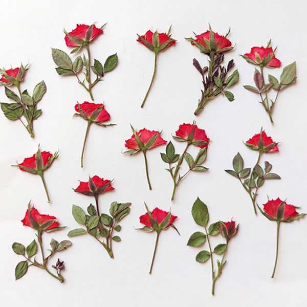 غنچه ساناز ساقه دار پرس شده سرخابی — تصویر ۲