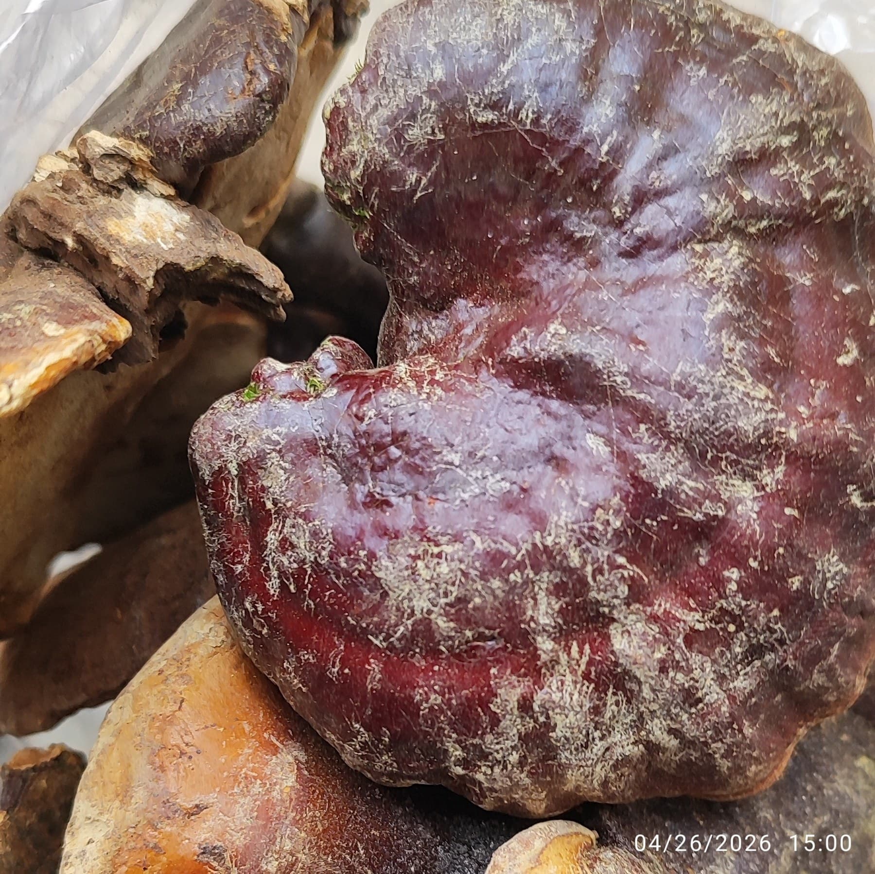 قارچ گانودرما – ۱۰۰ گرم — تصویر ۳