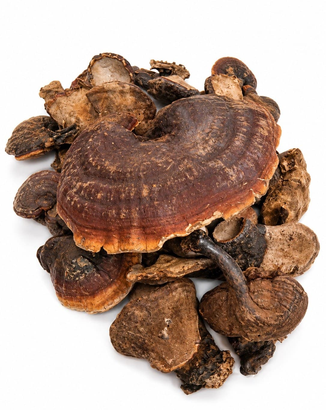 قارچ گانودرما – ۱۰۰ گرم
