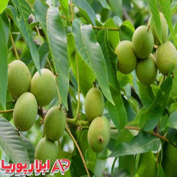 نهال گردو فرنور پیوندی – نهالستان شاهسون