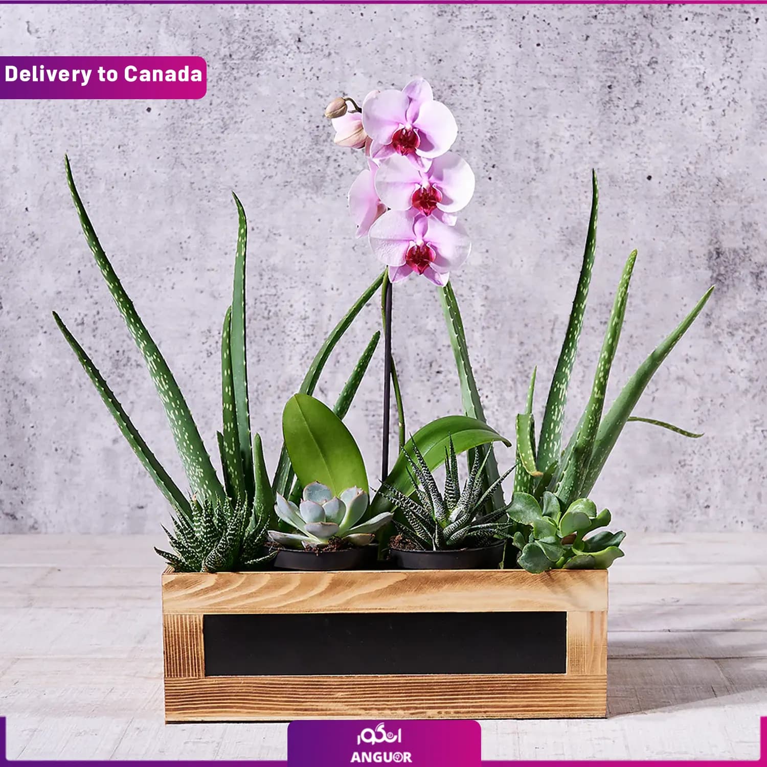 جعبه گیاهان آپارتمانی (ارسال گل به کانادا )