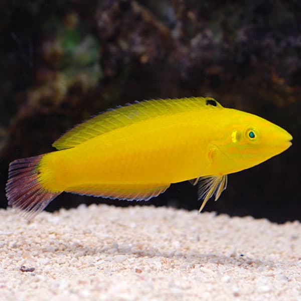 راس زرد – Yellow Wrasse Male