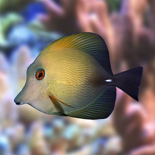جراح ماهی قهوه ای – Brown tang