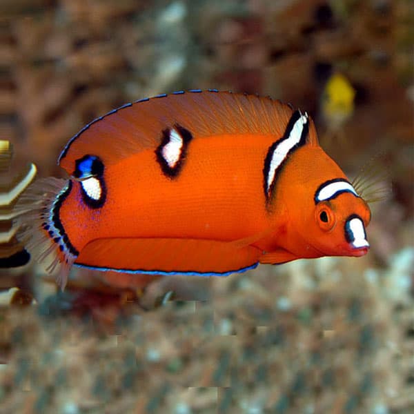 راس دلقک (جوان) – Clown wrasse