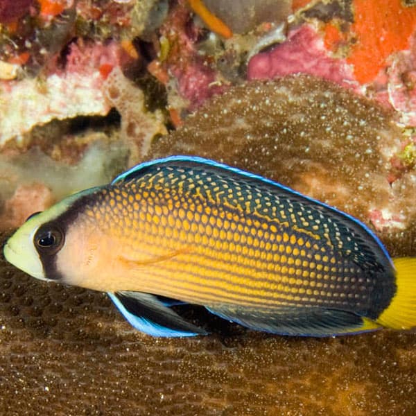 سودوکرومیس باشکوه – Splendid Dottyback