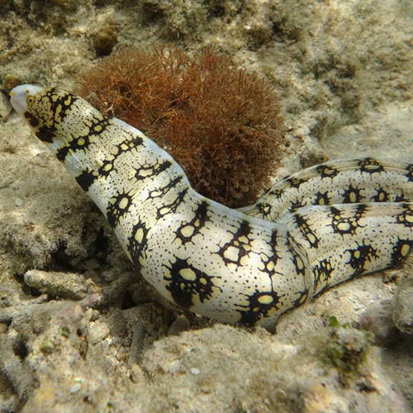 مار ماهی پولک برفی – Snowflake Eel