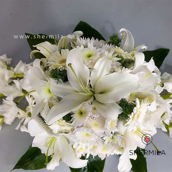 گل رومیزی ژانیتا — تصویر ۴
