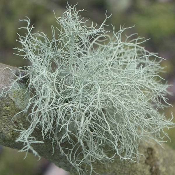 گیاه هوازی Usnea subfloridana