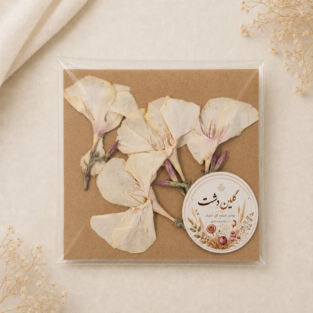گل اولندر (خرزهره) برجسته خشک طبیعی – طیف سفید شیری (۴ عددی)