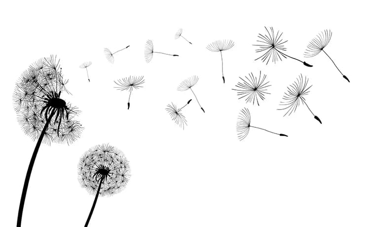پوستر دیواری گل قاصدک