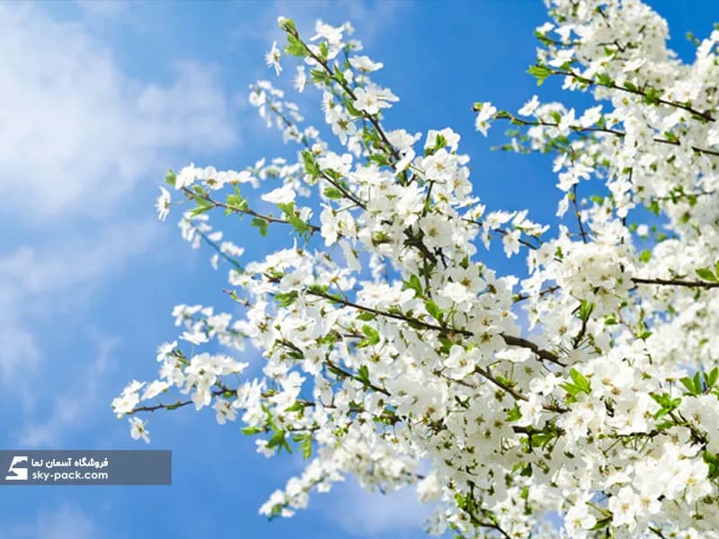 آسمان مجازی شکوفه های سفید و آسمان آبی — تصویر ۲