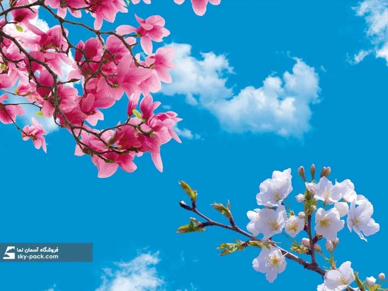 آسمان مجازی طرح شکوفهای سفید و صورتی — تصویر ۲