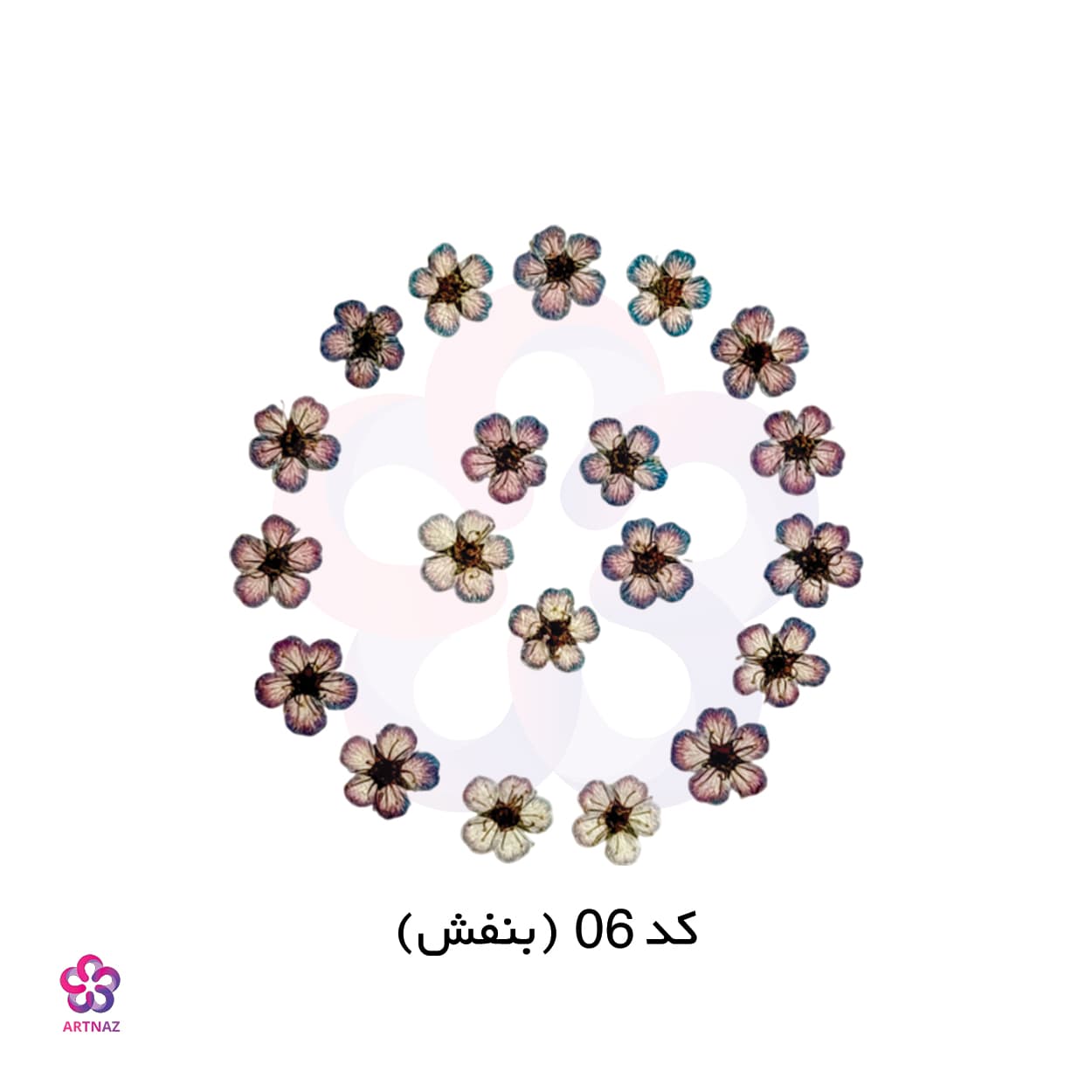 گل خشک اسپیره (10 عددی) — تصویر ۹