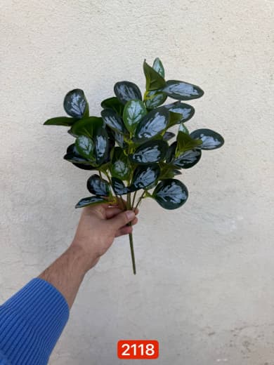 بوته قاشقی بلند — تصویر ۳