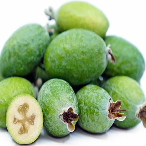نهال فیجوا