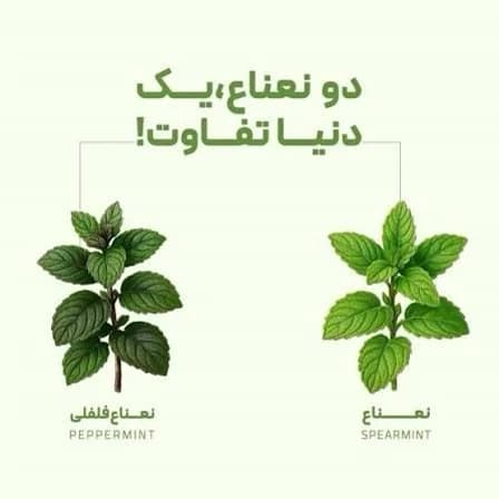 چای سبز و نعناع فلفلی 111 — تصویر ۶