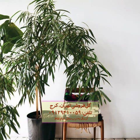 فیکوس آمستل گیاهی مناسب برای طراحی محیطهای کوچک