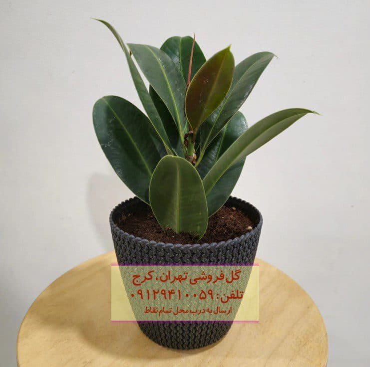 فیکوس الاستیکا (گیاه کائوچو) برای زیباسازی باغچههای آپارتمانی
