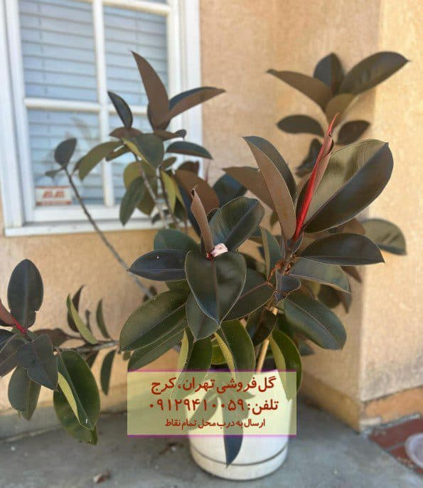سفارش آنلاین فیکوس الاستیکا (فیکوس آلمانی) برای آپارتمانهای بزرگ