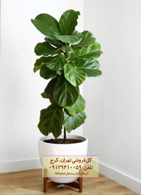 فروش گیاه لیراتا برای طراحی فضای باغچه