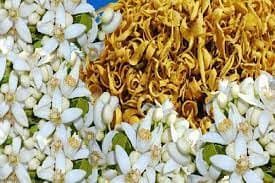 بهار نارنج نگین طبیعت