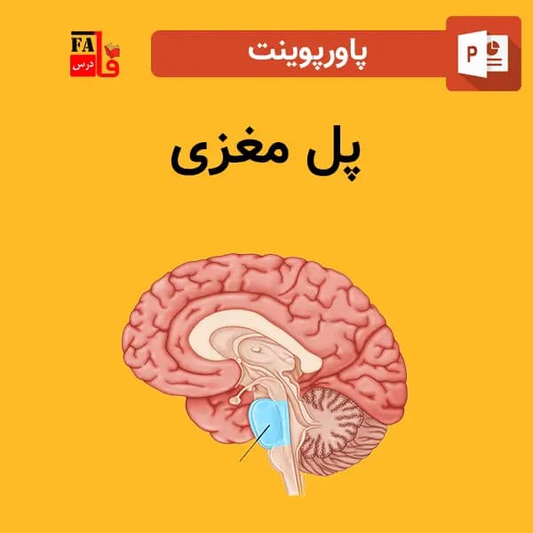 پاورپوینت پل مغزی — تصویر ۲