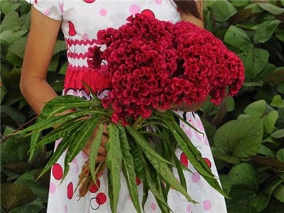 بذر گل تاج خروس چتری قرمز گلدانی بسته 200 عددی — تصویر ۲