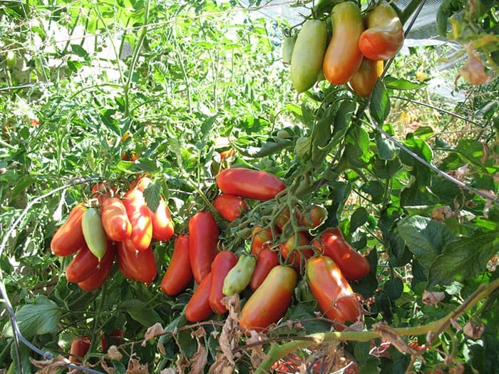 بذر گوجه فرنگی سان مارزانو ایتالیایی بسته 30 عددی — تصویر ۴