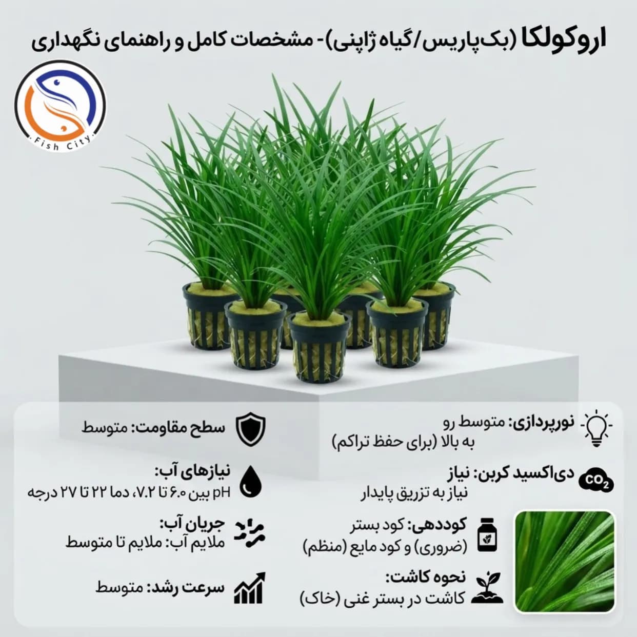 گیاه اروکولکا یا ژاپنی