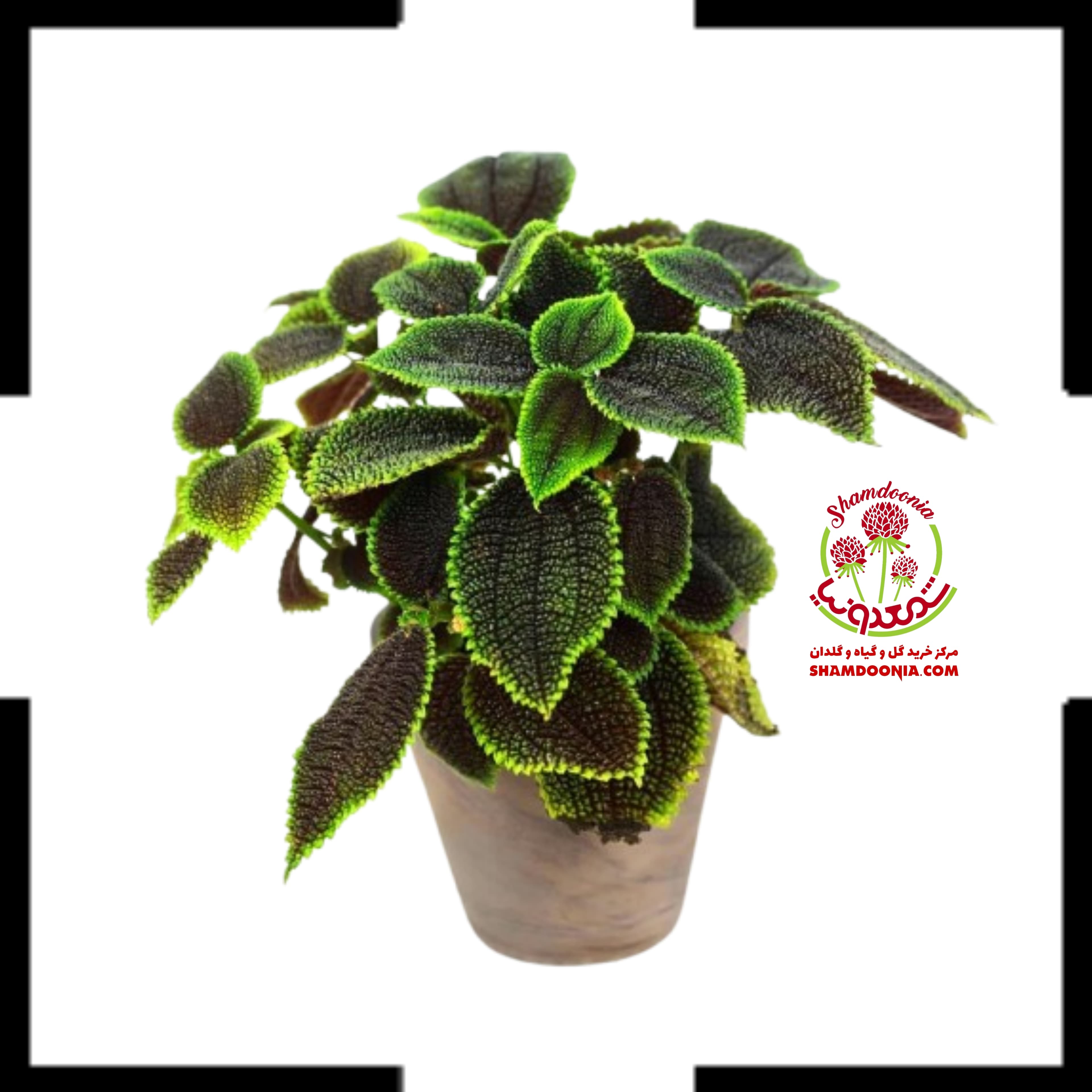 پیله آ حوله ای
