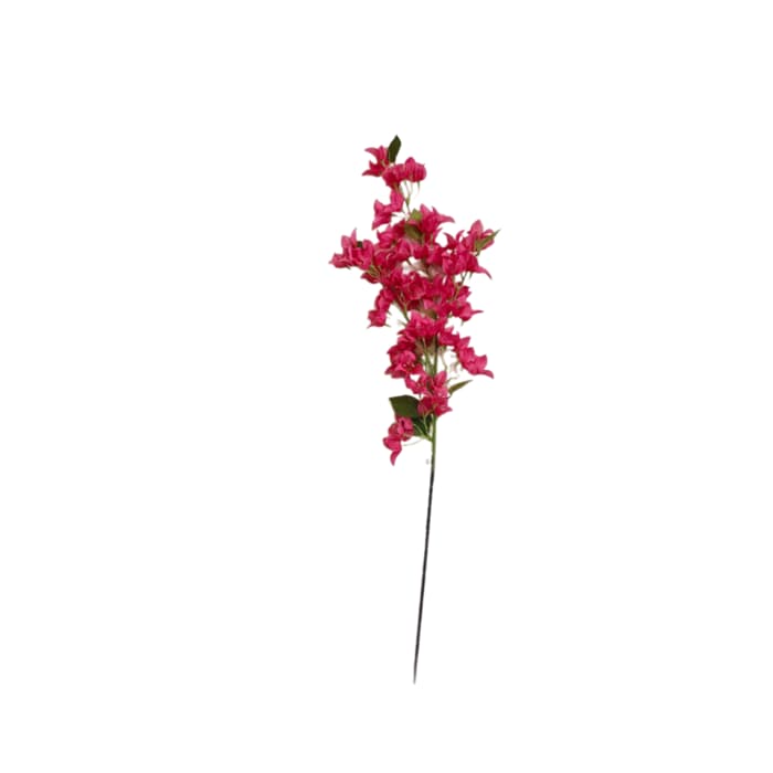 گل شکوفه کاغذی — تصویر ۳