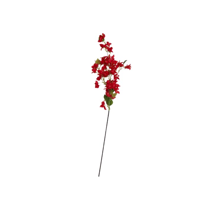 گل شکوفه کاغذی — تصویر ۴