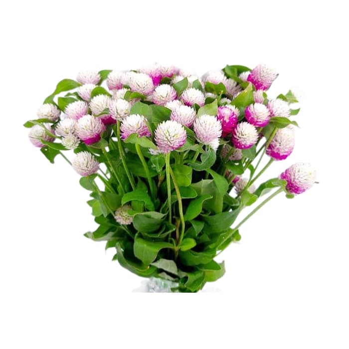 گل دکمه ای شاخه بریده