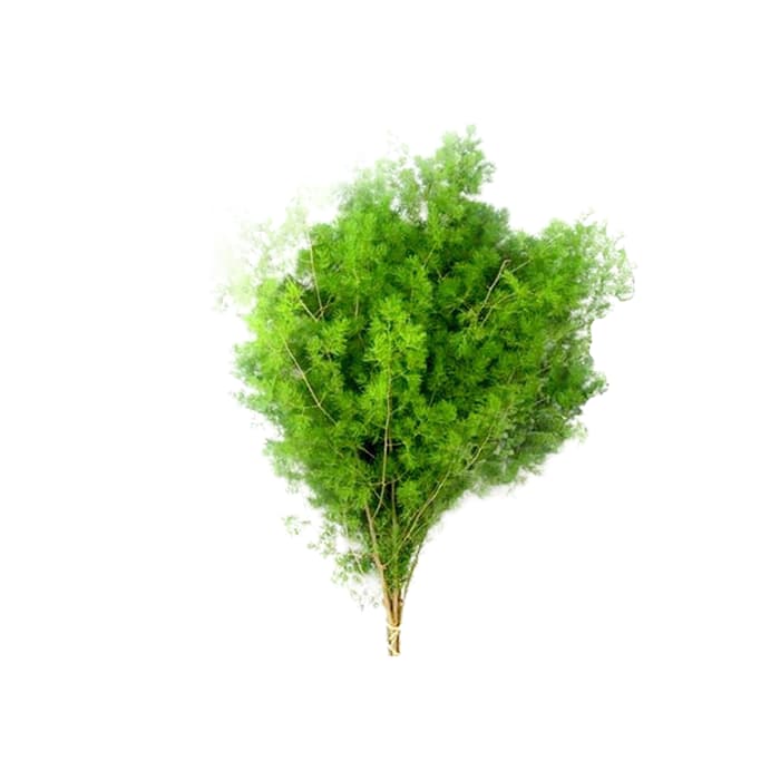 برگ آسپاراگوس